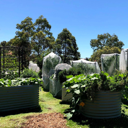  Mort Bay Community Garden